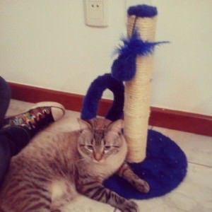 Link fugiu em Jardim Tropical