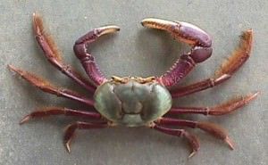 O caranguejo-uçá é ingrediente para vários pratos da culinária capixaba