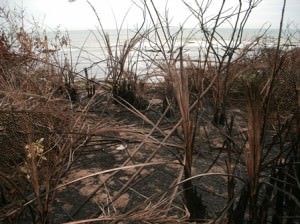 Dias depois da ação do Iema uma área vizinha ao terreno embargado foi incendiada. Foto: Anderson Soares