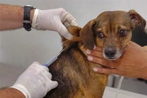 É importante manter a vacinação do animal em dia para evitar a contaminação.