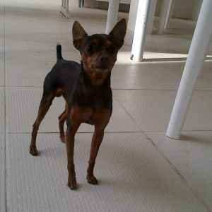 O pinscher atende pelo nome de Non e sumiu em Laranjeiras. Foto: Divulgação