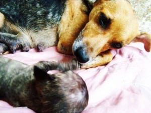 A mãe Binha cuidando da filhote especial Lindinha, que nasceu com hidrocefalia. Foto: Divulgação