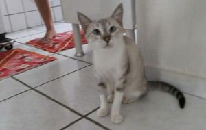 Mia para adoção