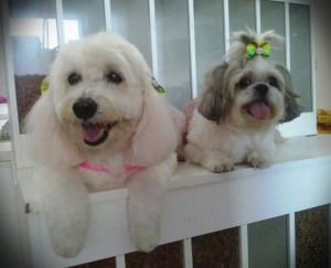 Na Petshop 101 Dálmatas, a estética animal fica por conta da profissional Mabele Gusmão. Na foto, Lory e Luna. Foto: Divulgação