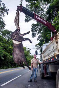 Animal precisou ser retirado por guindaste. Foto: Divulgação / Últimos Refúgios