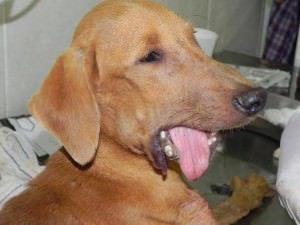 Batatinha está com a mandíbula fraturada e está se alimentando por sonda. Ele terá ainda que passar por cirurgia. Foto: Divulgação