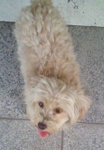 Poodle perdido em Novo Horizonte