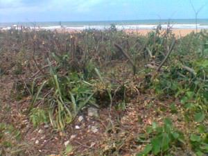 A 'poda' fragilizou a vegetação da praia que ajuda a proteger a desova de tartarugas, entre outras espécies que dependem da saúde da restinga. Foto: Claudiney Rocha