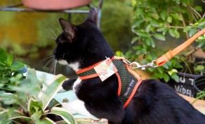 Lembre-se é o gato que te levará para passear, não o contrário. Foto: Divulgação