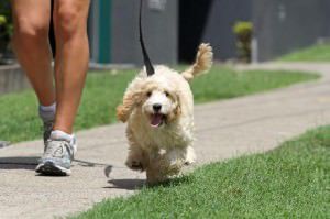 passeando-com-cachorro