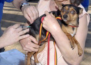 Gatos também devem receber a vacina. Foto: Divulgação