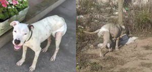 A cadela está perdida desde o último dia 09 e precisa continuar o tratamento. Foto: Divulgação