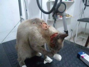 'Bibi' na fase de tratamento. Foto: Divulgação