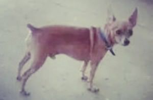 Snoop tinha 9 anos e foi morto em dezembro do ano passado. Foto: Divulgação