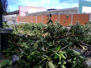 A árvore fica ao lado do posto de saúde. Foto: Neuma Pereira