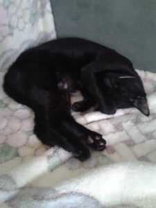 Cash, por exemplo, ronrona quando chegamos em casa. É uma delícia!!!! Foto: Arquivo pessoal