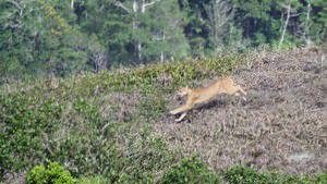 o animal é protegido por lei e agredí-lo ou matá-lo é crime ambiental. Foto: Maycon Wesley