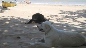 Tanto em Bicanga, quanto em Balneário Carapebus é comum ver cenas como esta nas areias da praias. Foto: Arquivo TN