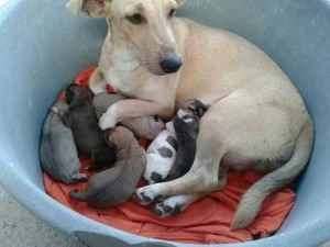 Os projetos, se aprovados, ajudarão diminuir crias indesejadas. Foto: Arquivo TN
