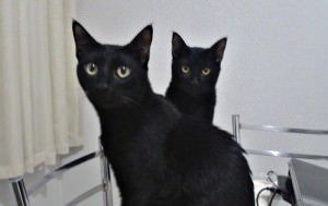 Tango e Cash