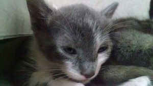 Olá! Meu nome é Oliver Queen!!! De dia sou um gatinho e a noite luto contra o crime... Estou aqui para flechar seu coração!