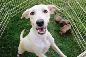 1435265492745-Cachorrinho