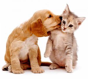 Cães e gatos estarão disponíveis para adoção no local. Foto: Divulgação