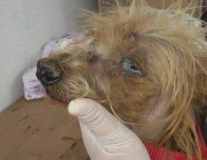 Se criada a delegacia irá investigar, registrar, abrir inquéritos e até aplicar multas em casos de maus tratos a animais. Foto: Divulgação