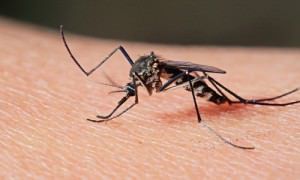 Uma das formas de combater o mosquito é não deixando água parada. Foto: Divulgação
