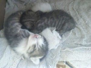 gatinhos