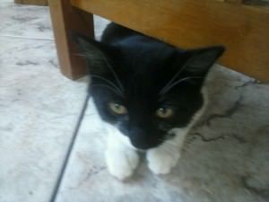 gatinhos para adoção