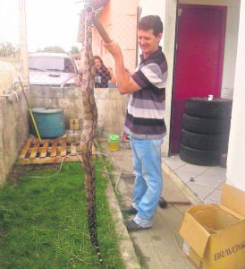 pronto flagrei