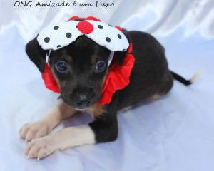No local estarão disponíveis cães e gatos, filhotes e adultos. Foto: Divulgação/Amizade é um Luxo