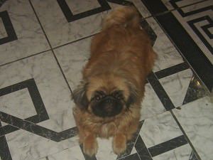 kira pequinês