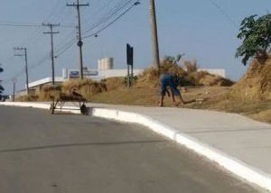 O flagrante aconteceu no início da manhã desta quinta-feira (22). Foto: Divulgação / Leitor TN