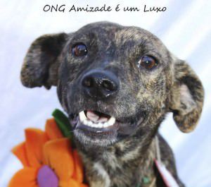 Tigreza é um dos animais do CCZ que estará na feira de sábado. Foto: Ong Amizade é um Luxo