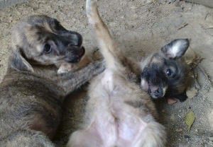 cães para adoção