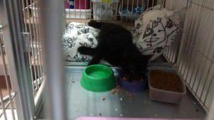 O gato Richard está internado na Vet Gatos, em Vitória. Foto: Divulgação