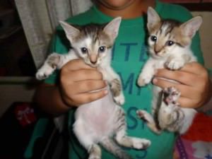 gatinhos