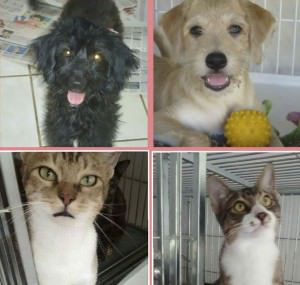 Cães e gatos estarão disponíveis para adoção na feira. Foto: Reprodução Facebook