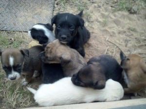 cães