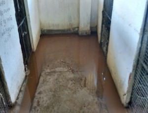 Situação dos canis no CCZ da Serra (atual Vigilância Ambiental em Saúde). Foto: Divulgação