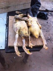 Os patos foram mortos menos de 24 horas depois de chegarem a lagoa. Foto: Divulgação leitor