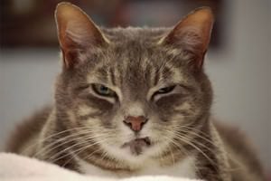 Na reunião serão ouvidos um síndico de um condomínio de luxo, na Serra, onde gatos foram envenenados e o advogado de acusado de matar a gata da Pedra da Cebola. Foto: Divulgação