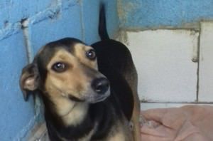 A cadela Preta é uma das que estará na feira. Ela é castrada, vacinada e tem cerca de dois anos. Foto: Divulgação