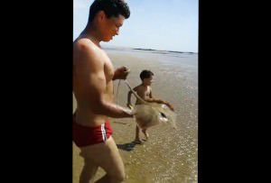 A arraia foi salva no sábado (6) por um grupo de banhistas. Foto: Divulgação leitor