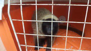 O macaco foi recolhido em Venda Nova do Imigrante. Divulgação Polícia Ambiental