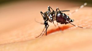 Dengue