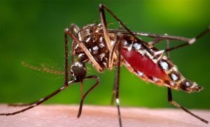dengue Serra