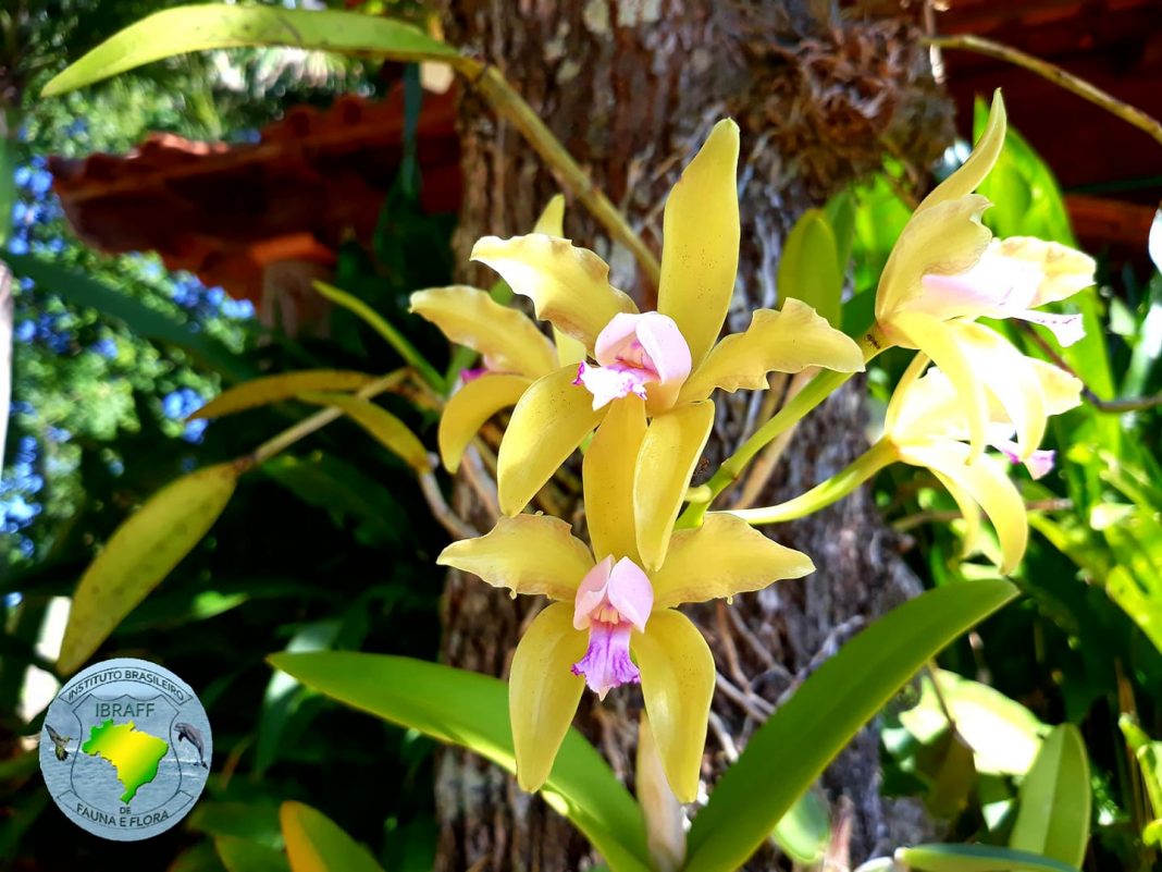 orquidea